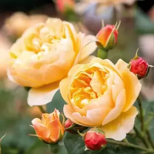 Image Credit: David Austin Roses